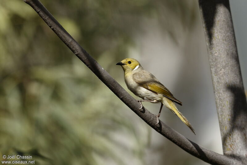 White-plumed Honeyeater