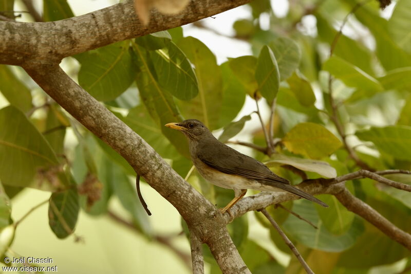 African Thrush, identification