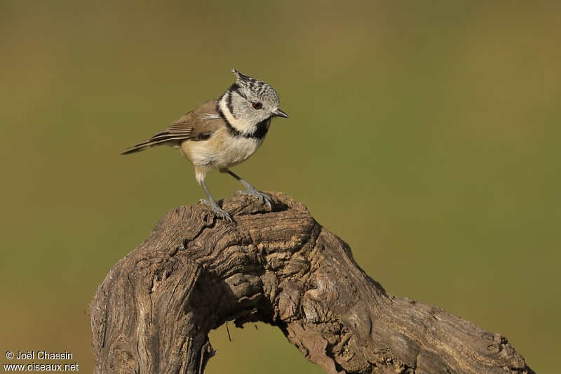 Mésange huppée, identification