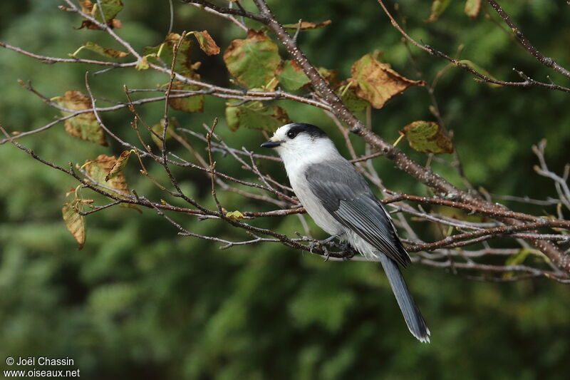 Mésangeai du Canada, identification