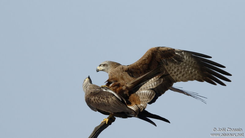 Black Kiteadult, mating.