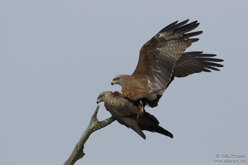 Black Kiteadult, mating.