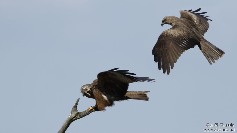 Black Kite, identification