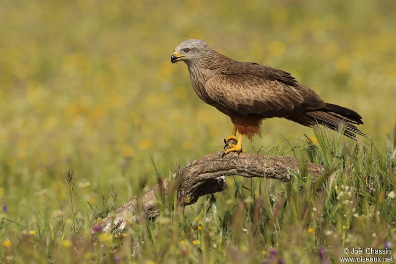 Black Kite, identification