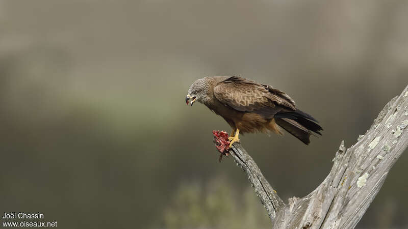 Black Kiteadult, feeding habits, eats