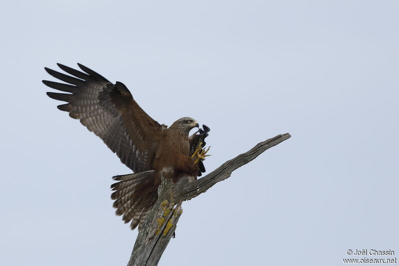 Black Kiteadult, identification