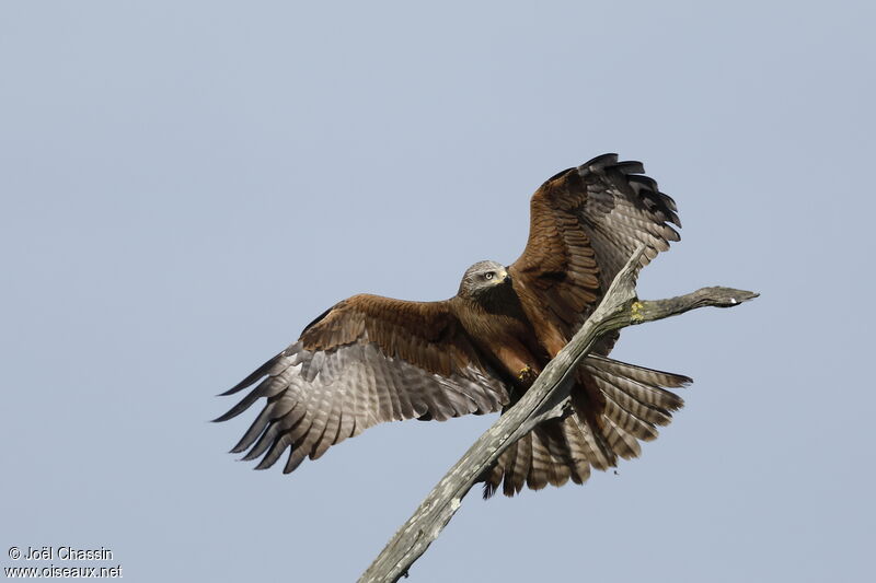 Black Kiteadult, Flight