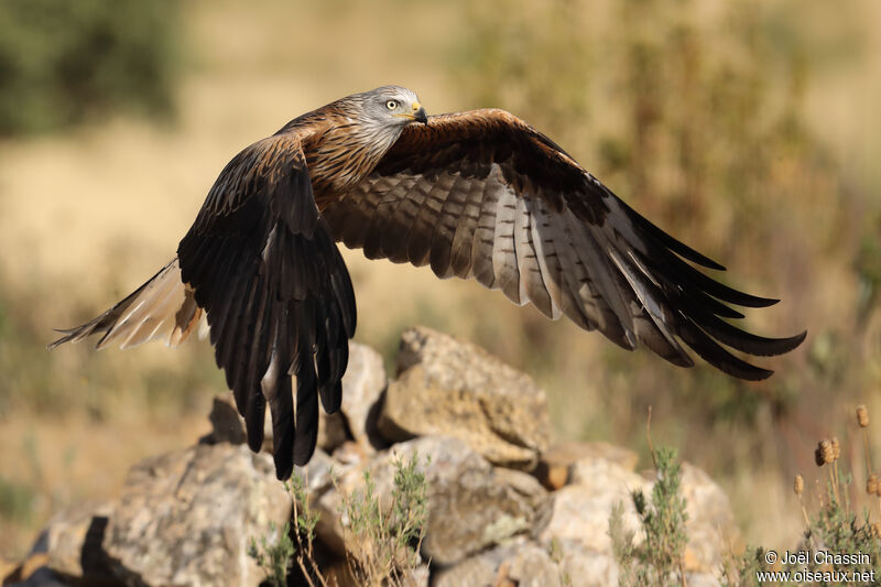 Red Kite, identification