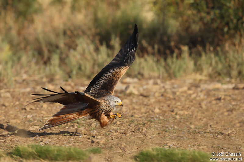 Red Kite