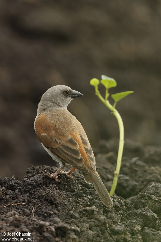 Moineau gris, identification