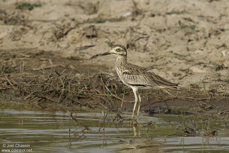 Oedicnème du Sénégal, identification