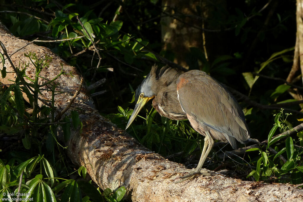 Fasciated Tiger Heron, identification