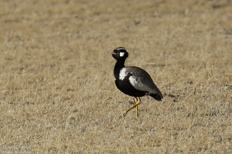 Northern Black Korhaan, identification