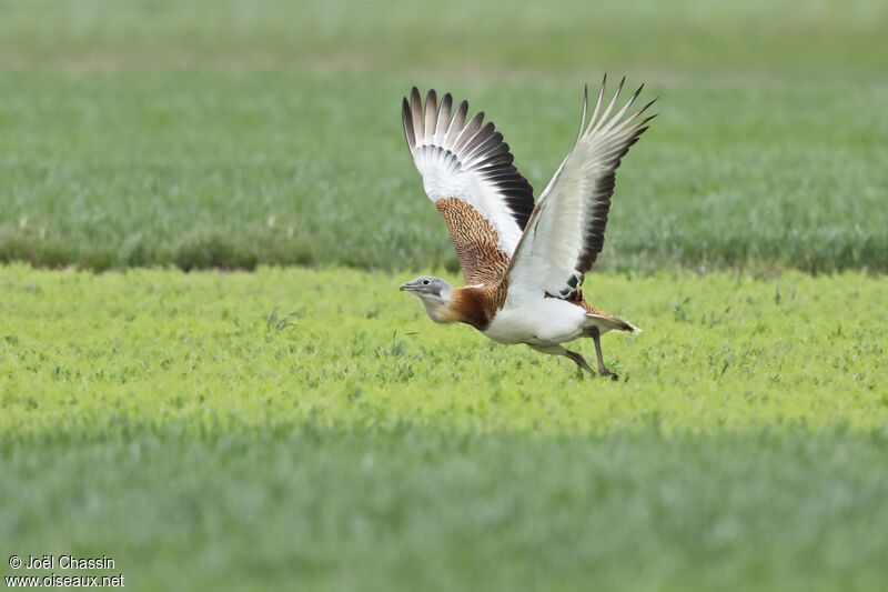 Outarde barbue, identification