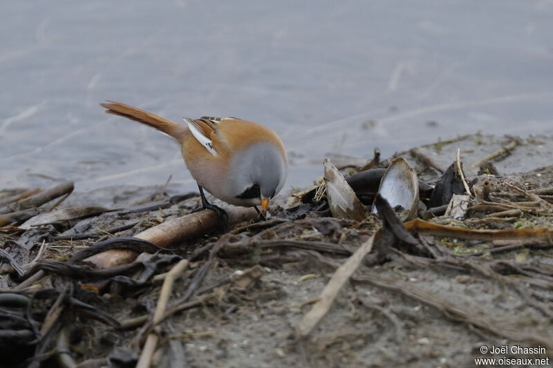 Bearded Reedling male, identification