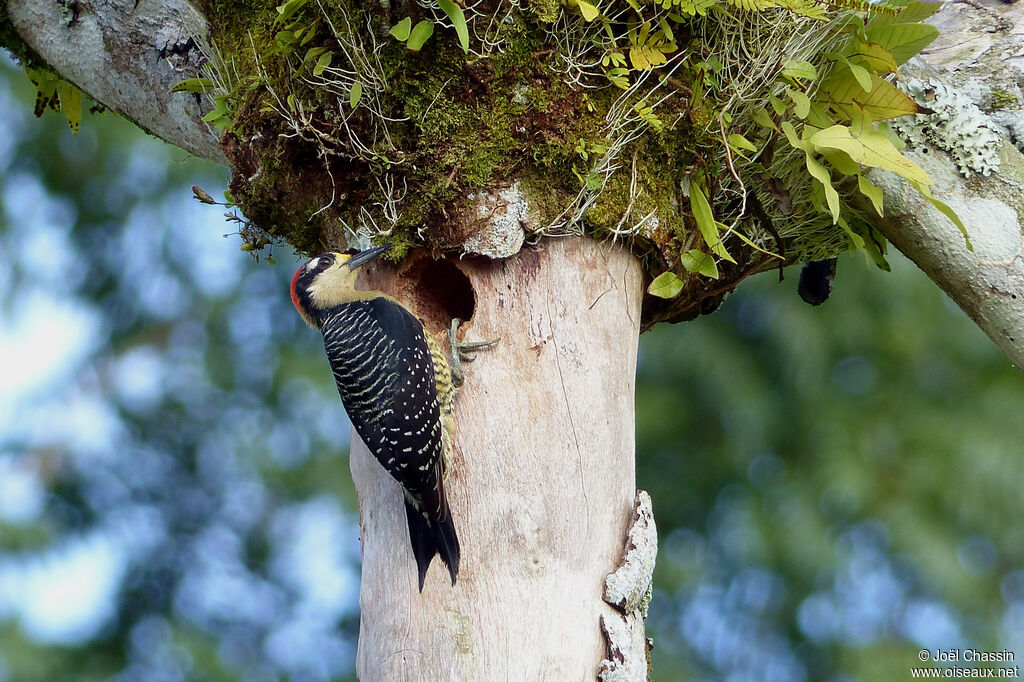 Pic de Pucheran, identification