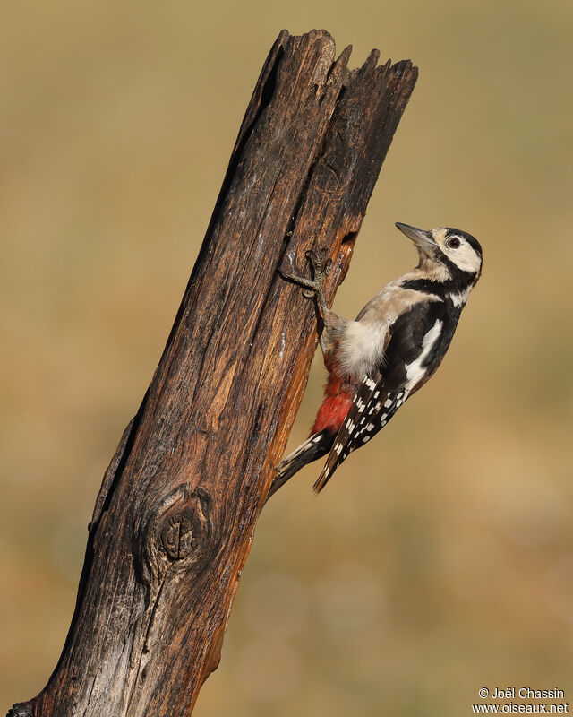 Pic épeiche femelle, identification