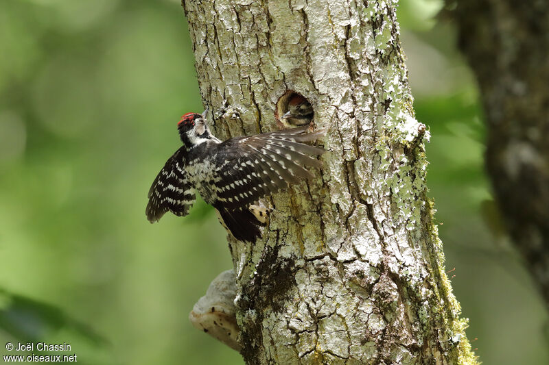 Lesser Spotted Woodpecker, identification