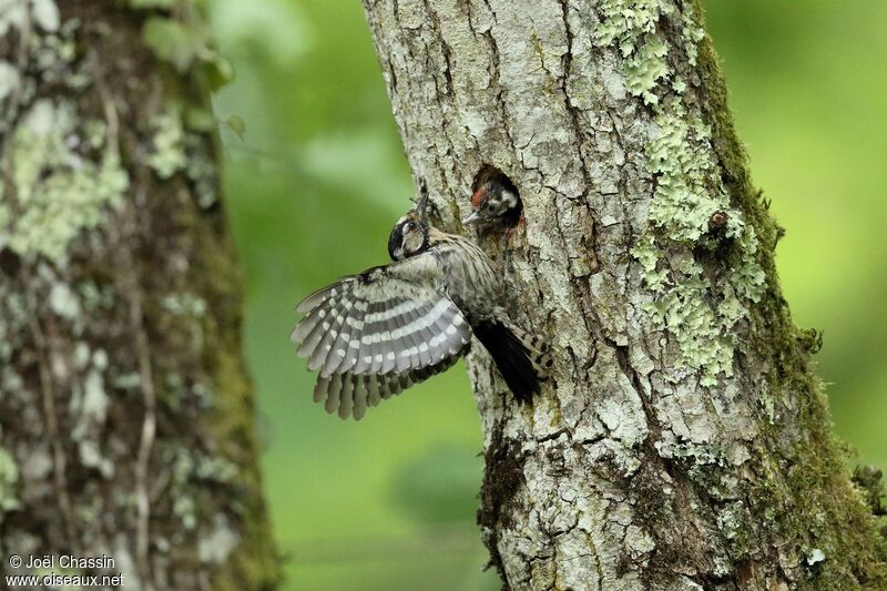 Lesser Spotted Woodpecker, identification