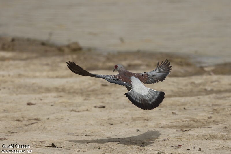 Pigeon roussard, identification