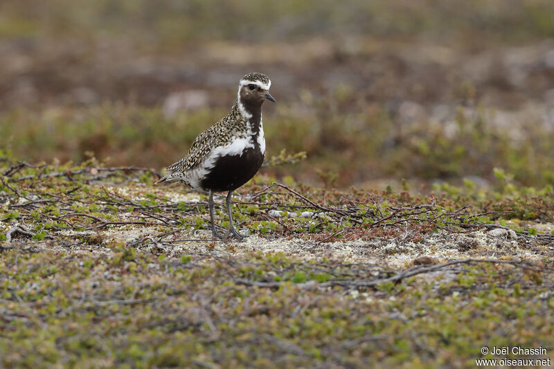 European Golden Plover