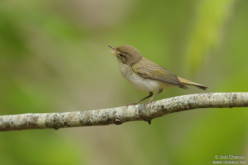 Pouillot de Bonelli, identification