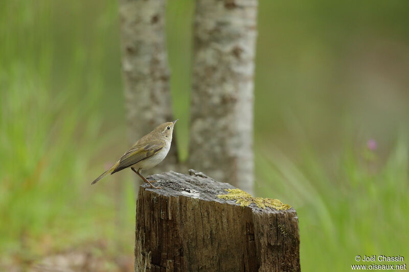 Pouillot de Bonelli, identification