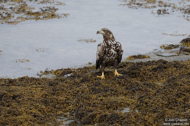 White-tailed Eaglejuvenile