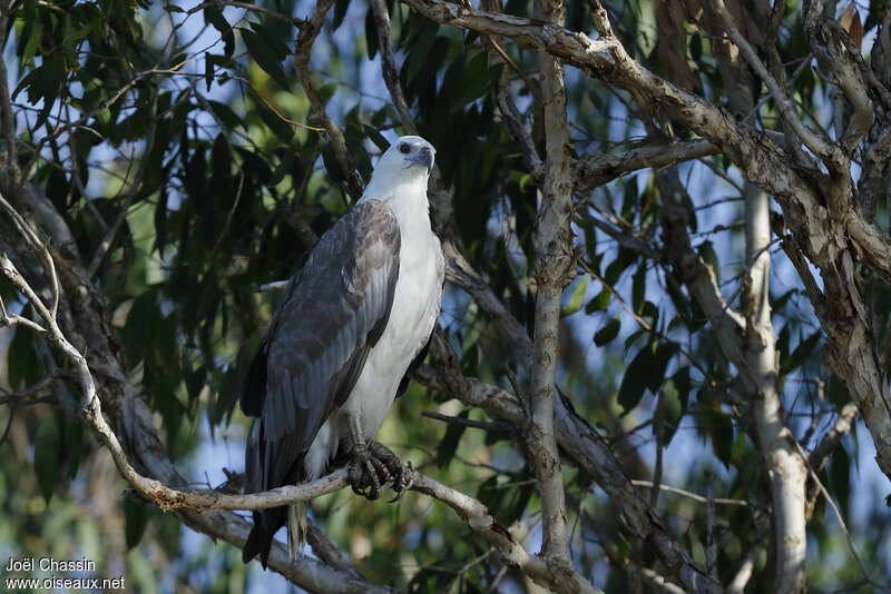 White-bellied Sea Eagleadult, identification