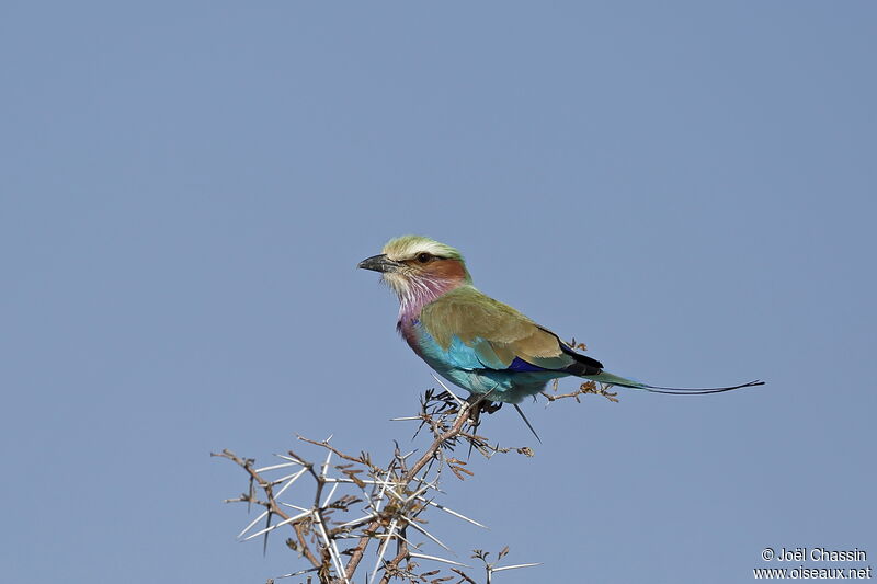 Lilac-breasted Roller, identification