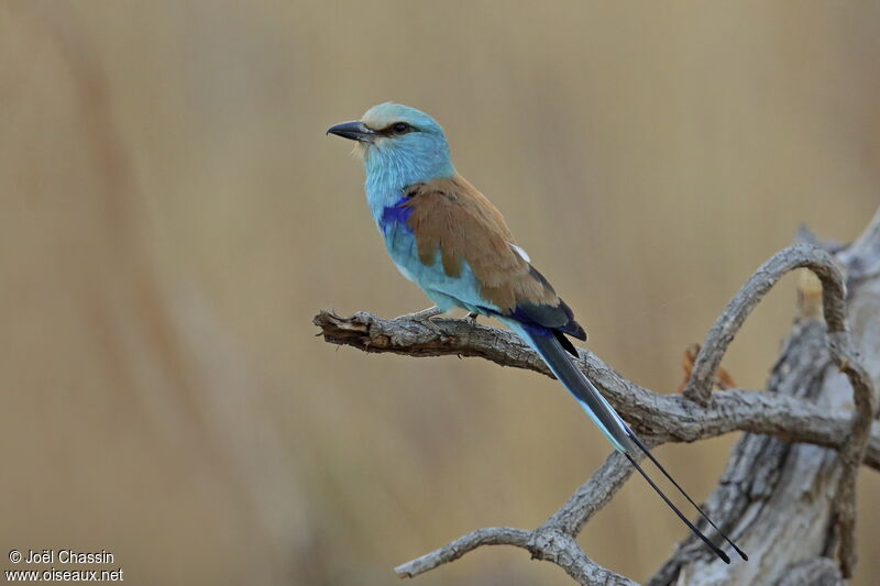 Abyssinian Roller, identification