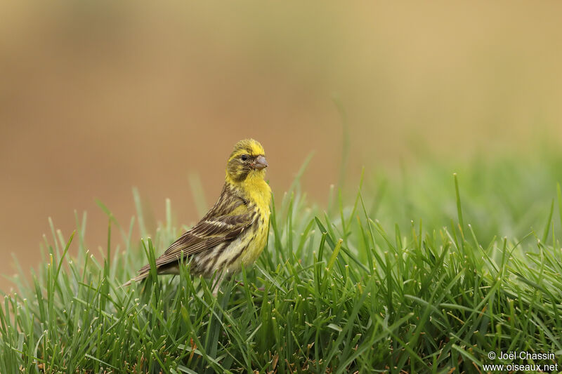 Serin cini, identification