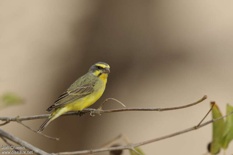 Serin du Mozambique mâle adulte, identification