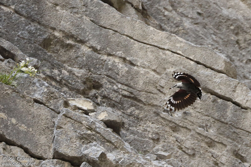 Wallcreeper female, identification