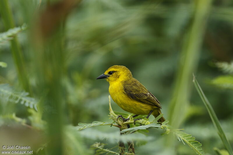 Slender-billed Weaver female, identification