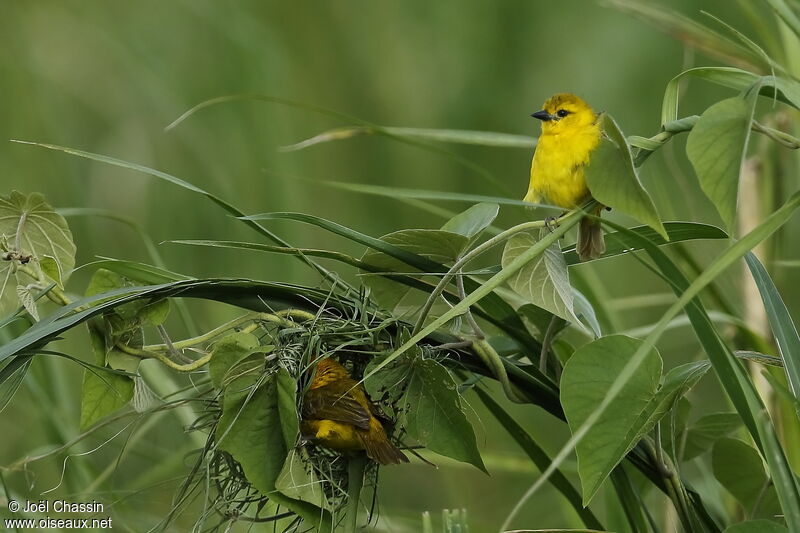 Tisserin de Pelzelnadulte