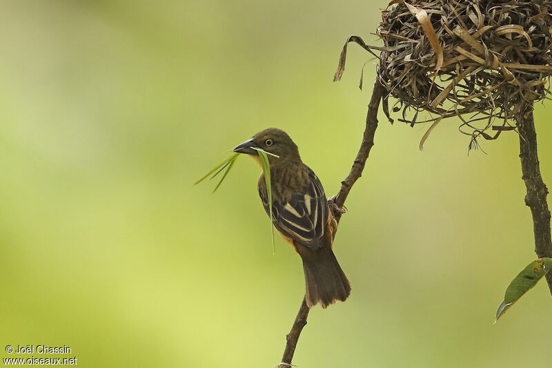 Chestnut-and-black Weaver female, identification