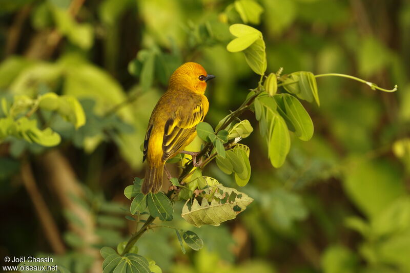 Orange Weaver, identification