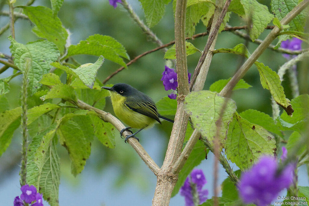 Common Tody-Flycatcher