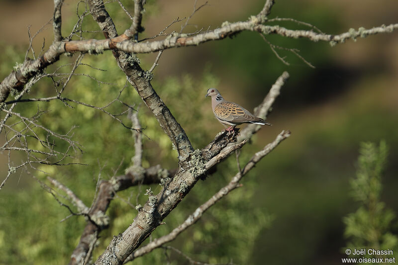 Tourterelle des bois, identification