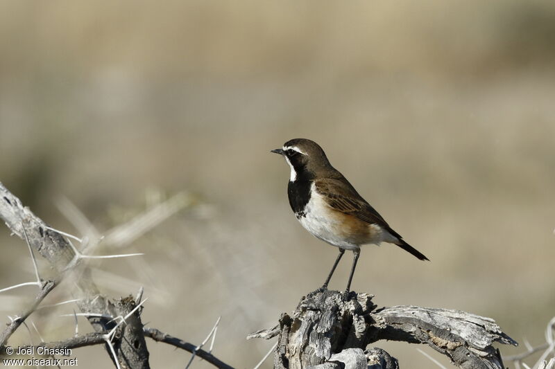 Capped Wheatear, identification