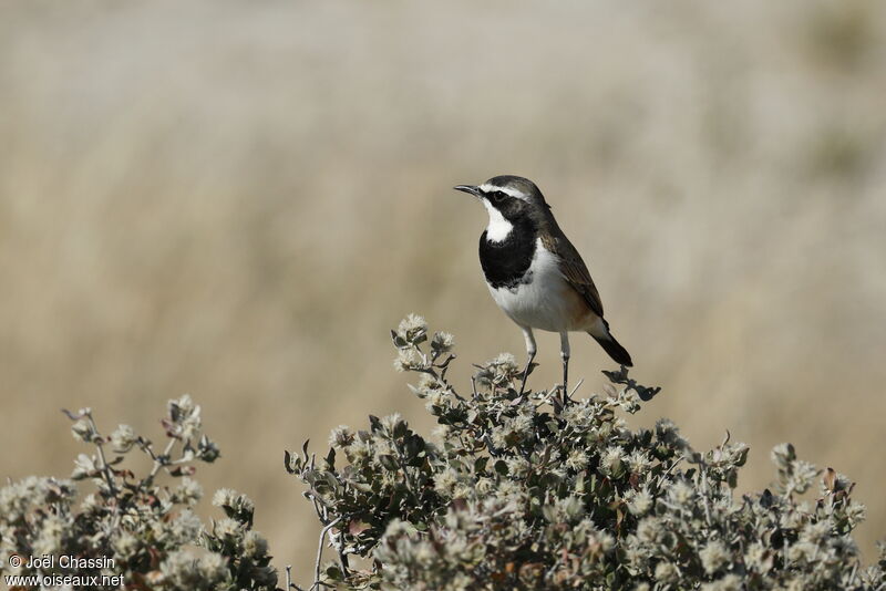 Capped Wheatear, identification