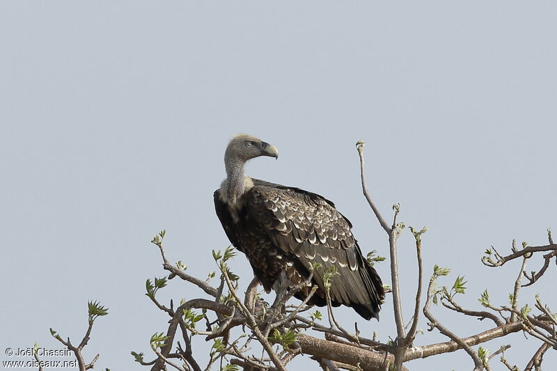 Vautour de Rüppell, identification