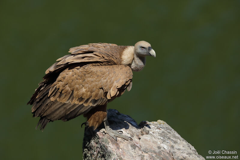 Vautour fauve, identification