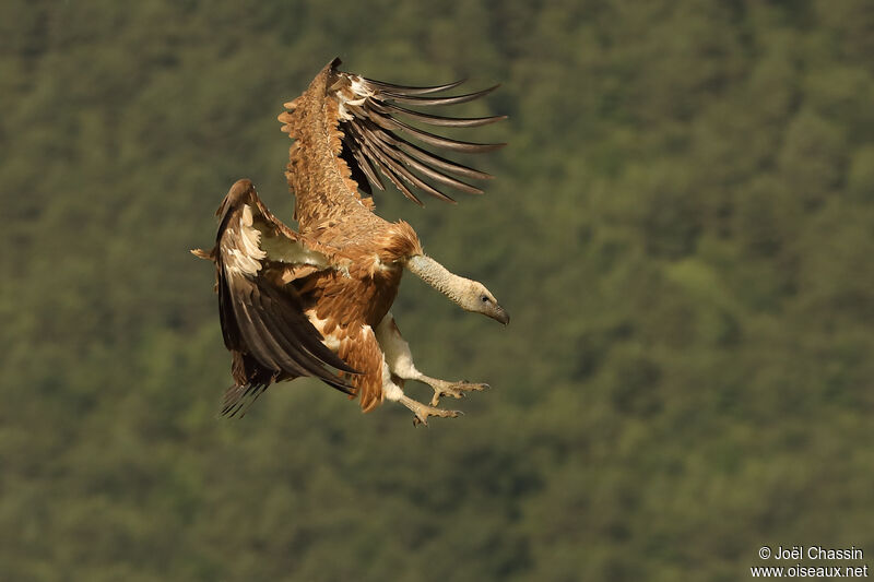 Vautour fauve, identification