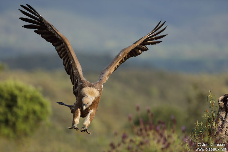 Vautour fauve, identification