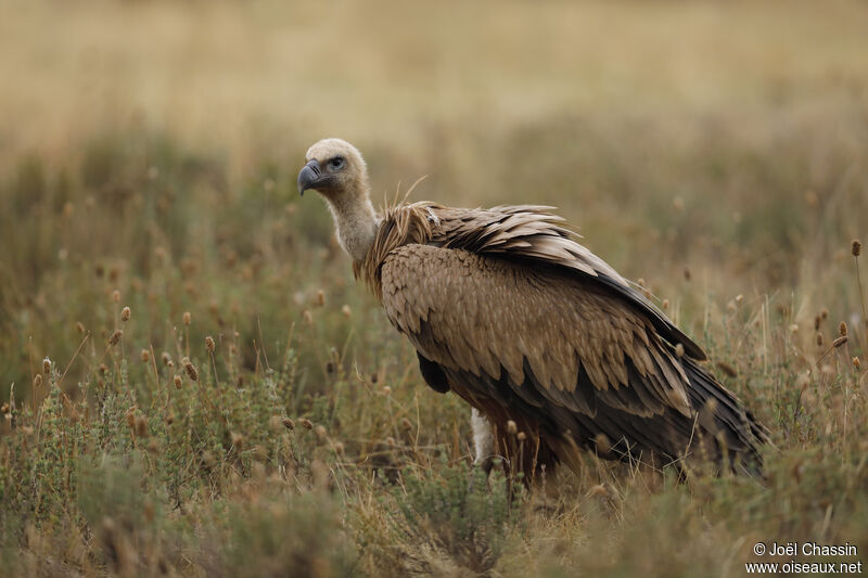 Vautour fauve, identification