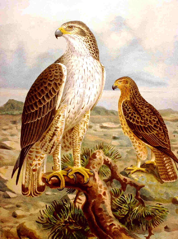 Bonelli's Eagle