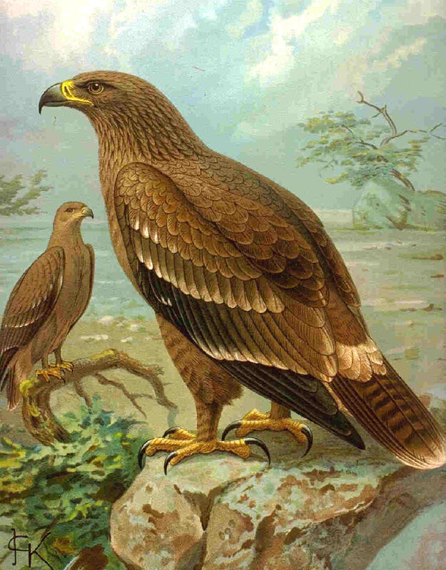 Aigle des steppes