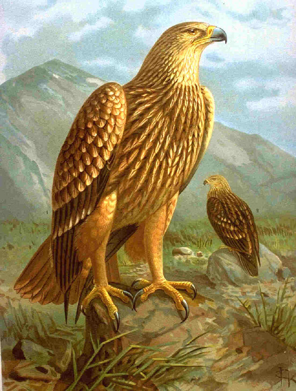 Eastern Imperial Eagle